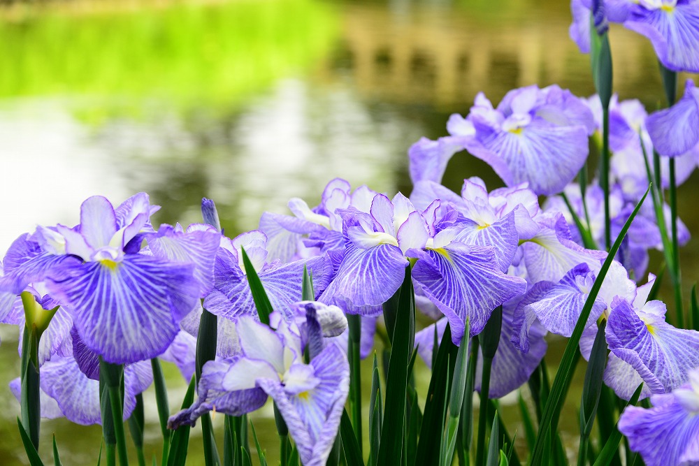 あやめレンタカーは各種保険完備